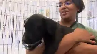 Aurora animal shelter says it has no more room