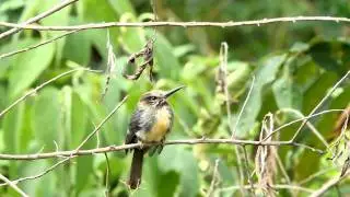 Three-toed Jacamar - Jacamaralcyon tridactyla - cuitel&atilde;o