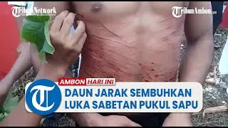Atraksi Pukul Manyapu di Morella, Peserta Pakai Daun Jarak tuk Sembuhkan Luka Sabetan