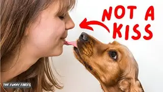 The Real Reason Dogs Lick You Is Disgusting