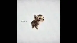WOULD YOU PLAY WITH BOMBER CAT?
