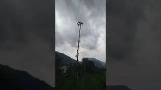 Rootstock apple 1year plants flower setting