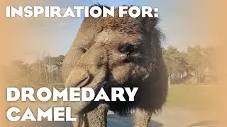 5 Real Dromedary Camel Habitats! (Planet Zoo: Arid Animal Pack Inspiration)