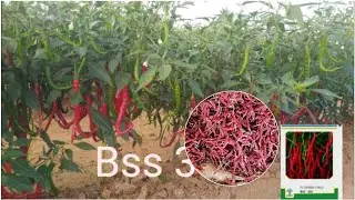 Kailash seeds  355f1 #farming  chilli farm