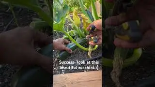 Successful hand pollination produces yummy zucchini | #gardening #bangladeshi #vlogs #shortsviral