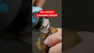 Richtig Hunde Krallen schneiden