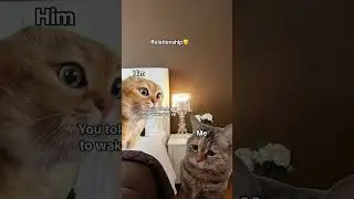 You didn't wake me up🥹   #relationship #cats #cat #couple #fyp #foryoupage #iloveyou #funnycats #fyp