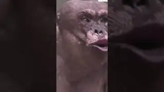 HUGE Hairless Chimpanzee