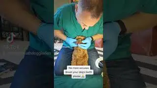 Dog teeth cleaning 101 @brianborgdoggiedentist