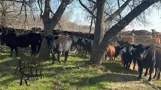 Перегон скота для выбора лучших пастбищ | Снижение стресса при обращении со скотом и управление п...