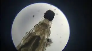 Direct evidence of root-knot nematode suppression; this technology is at a world-leading level;
