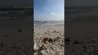 Seashells on the beach 🐚🐚🐚 Sea🌊 Waves 🌊🌊🌊