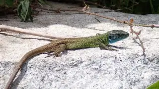 Iberische smaragdhagedis/Iberian emerald lizard (Lacerta schreiberi) Mannetje/Male