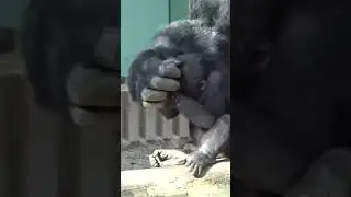 Orangutan Life - Baby Orangutan Learns Kung Fu !
