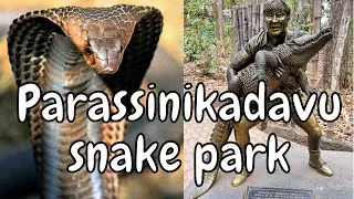 Parassinikkadavu Kannur Snake Park | Parassinikkadavu snake park location | Travel Vlog