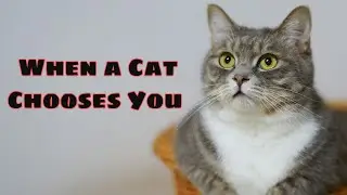 You're the Chosen One How Cats Show True Loyalty