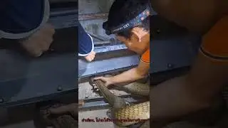 bare hands catch.#snake #india #indonesia #งูจงอาง #cobra #nature #ಹಾವು #poison#forest #king #snakes