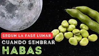 Cuando sembrar HABAS seg&uacute;n LA LUNA