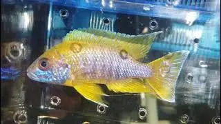 Aulonocara Jacobfreibergi Mamelela Undu Reef F1 💪🏻😎👊🏻