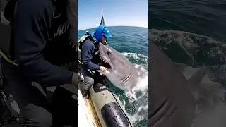 POV: You&rsquo;re are fishing in the middle ocean when suddenly a sharks Try to take your own life #attack