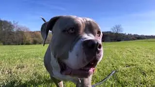 EDUCANIN : Pr&eacute;sentation vid&eacute;o de notre pension pour chiens en Alsace