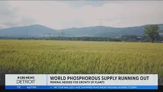 Science of Weather: How depleting phosphorus is affecting plants