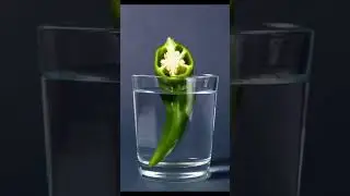 grok animation