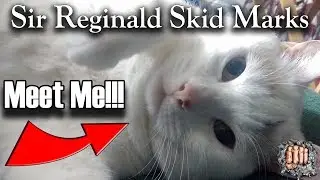 Sir Reginald Skid Marks - Meet My Big Fat Cat