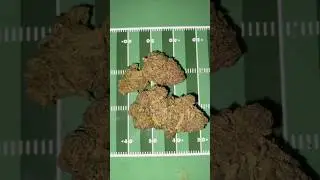 Allegra THCA queen #weedcommunity #hempcommunity #youtube