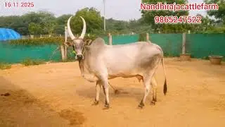 விற்பனைக்கு 3 ஆம் ஈத்து மயிலை காளைக் கன்றுடன் உள்ளது. நல்ல குணம் சுழி சுத்தம்.9865247522,8270247522.