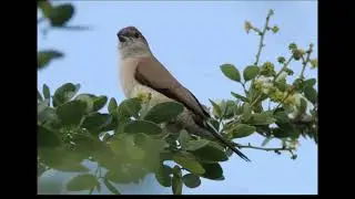        Birds Pune Maharashtra.  ! 