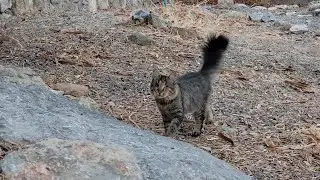 Harry, Crinkle, Chico & Scoots! 🐾 Blind Cats Having Fun in the Garden