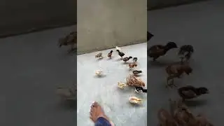 Rasangi chicks