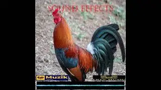 Rooster crowing in the morning | Sound Effects