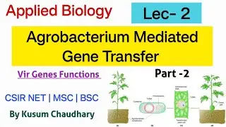 Agrobacterium Mediated Gene Transfer - Part -2 | Lec-2 : Applied Biology | Csir net| MSC | by Kusum