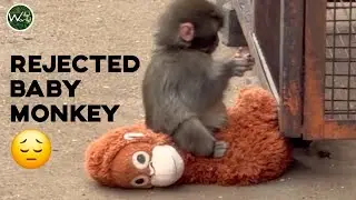Отвергнутый детеныш обезьяны находит утешение в игрушке.