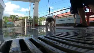 Slarky testing the water