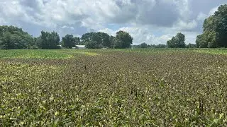 Who Killed All The Beans??!!!