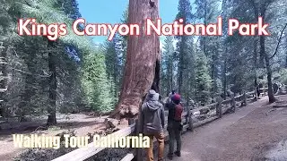 🌲 General Grant Tree Trail - Kings Canyon National Park - A Waking Tour