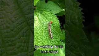 Beautiful moth caterpillar is working  towards its next stage. tropical tiger moth (asota caricae)