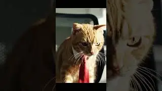 CAT'S JOB INTERVIEW -LOL- #lostandlaughing #funny #trolllife #trollstudio #halloween #movie
