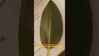 Red Mangrove 🏵