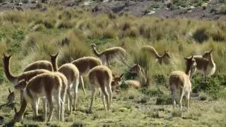 Coracora | Parinacochas | Ayacucho