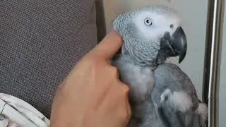 Griffin Asks for More Rubs from Momma 🐦💖