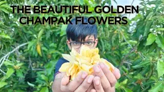 The Beautiful Golden champak tree with Full Bloom # Golden Champak flowers