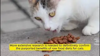 Raw Food Diets for Cats Unveiling the Hype and Exploring the Science #cat #catvideos #catdiets