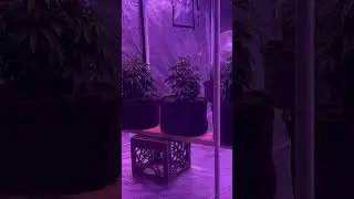 Cannabis Plants Transplanted to 5 Gallon Fabric Pots - Week 4 Veg Stage