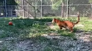 Tiger &  Human Bond