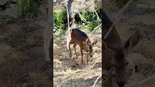 Deer Roaming in the Forest #animals #youtubeshorts #shorts