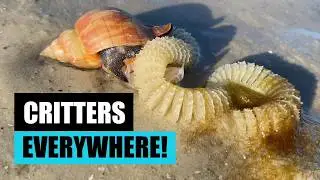 Visit the beach like a local. I'll tell you all about our beach critters!